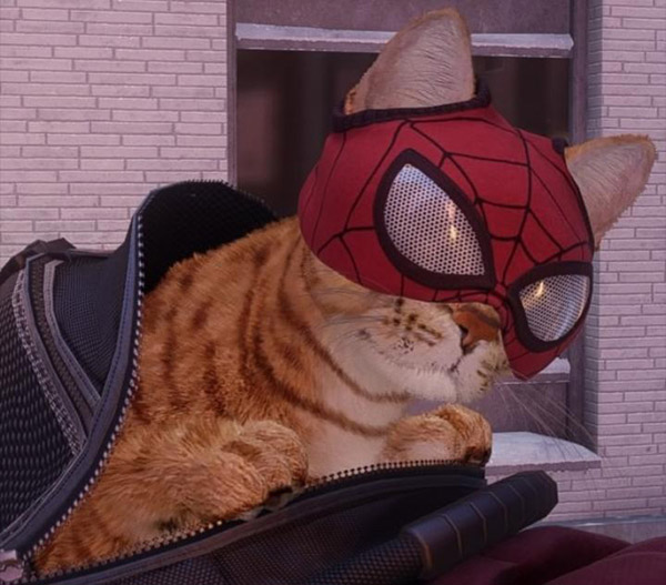 گربه عنکبوتی (Spider-Cat)